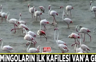 Flamingoların ilk kafilesi Van'a geldi