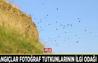 Kırlangıçlar fotoğraf tutkunlarının ilgi odağı...