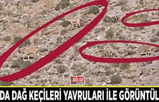 Van’da dağ keçileri yavruları ile görüntülendi