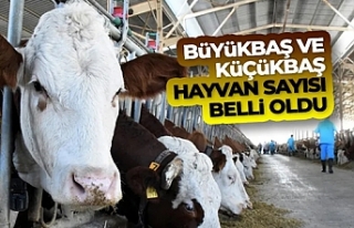 Büyükbaş hayvan sayısı Haziran ayında 16 milyon...