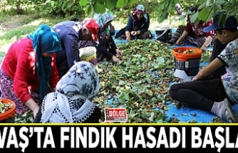 Gevaş’ta fındık hasadı başladı