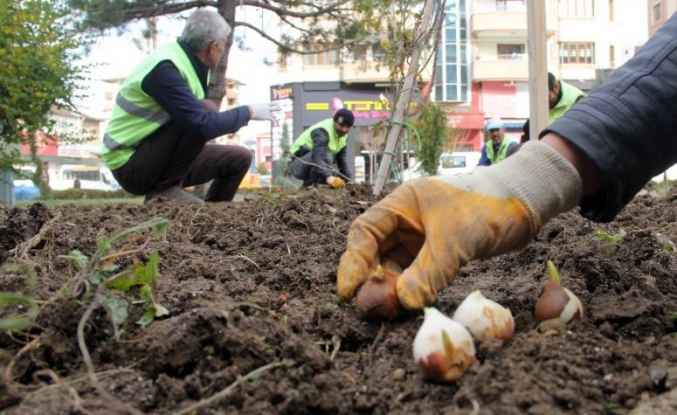 Büyükşehir, 110 bin lale ve sümbül soğanı dikti